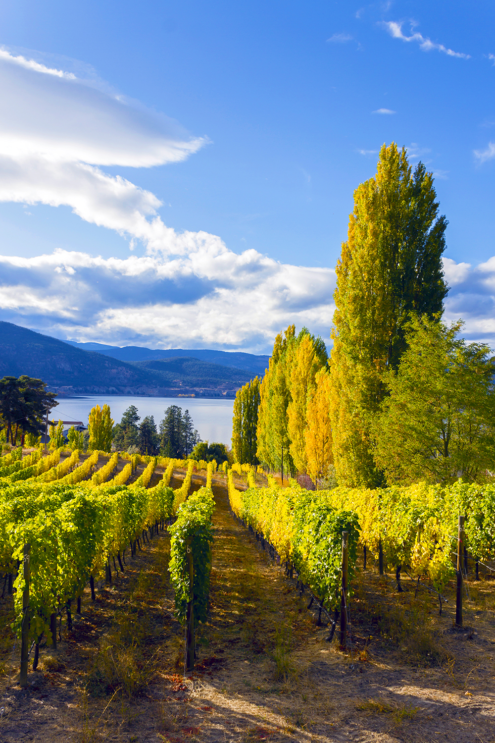 Okanagan Canada Vineyards and Wineries for sale